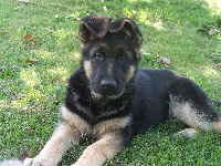 CHIOT