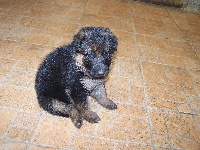 Furia