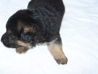 CHIOT