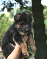 CHIOT