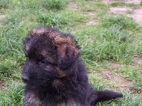 CHIOT