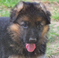 CHIOT