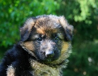 CHIOT 