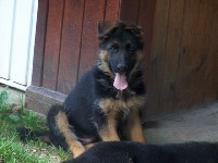 CHIOT