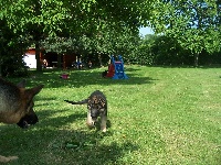 CHIOT