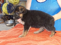 CHIOT