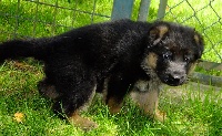 HASKO