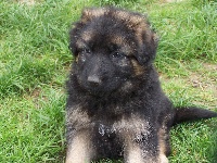 CHIOT