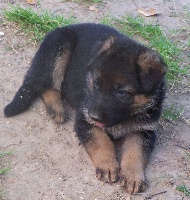CHIOT