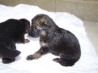 CHIOT Poils longs