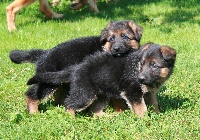 CHIOT