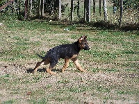 CHIOT