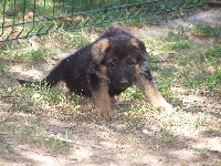 CHIOT