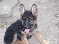 CHIOT