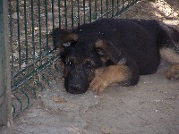 CHIOT