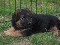 CHIOT