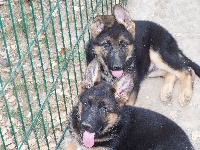 CHIOT