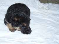 CHIOT 