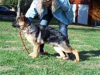 CHIOT