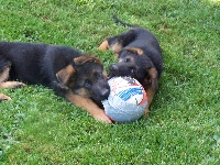 CHIOT