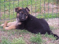 CHIOT