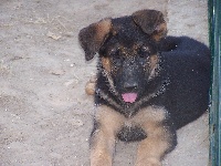 CHIOT