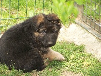 CHIOT