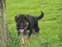 CHIOT