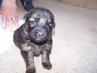 CHIOT Poils longs